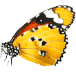 https://pfotenbeute.de/wp-content/uploads/2019/08/butterfly.png